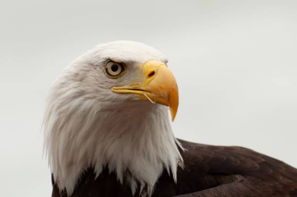 istock Closeup shot of a Bald Eagle (Haliaeetus leucocephalus) 1452853704