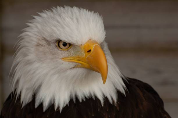 istock Closeup shot of a Bald Eagle (Haliaeetus leucocephalus) 1452853705