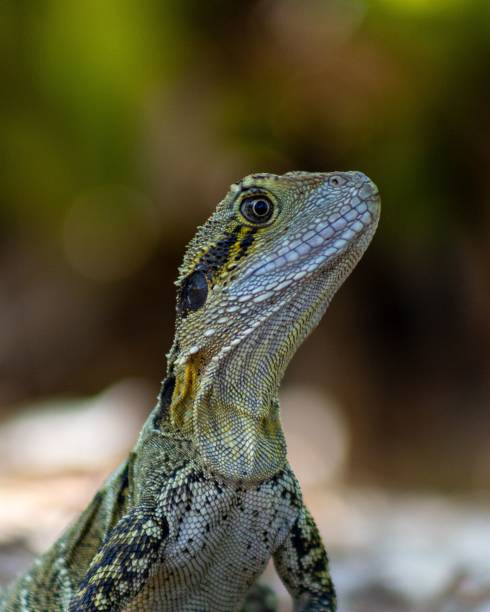 istock Vertical shot of an Eastern Water dragon lizard staring isolated on a blurred background 1452853793