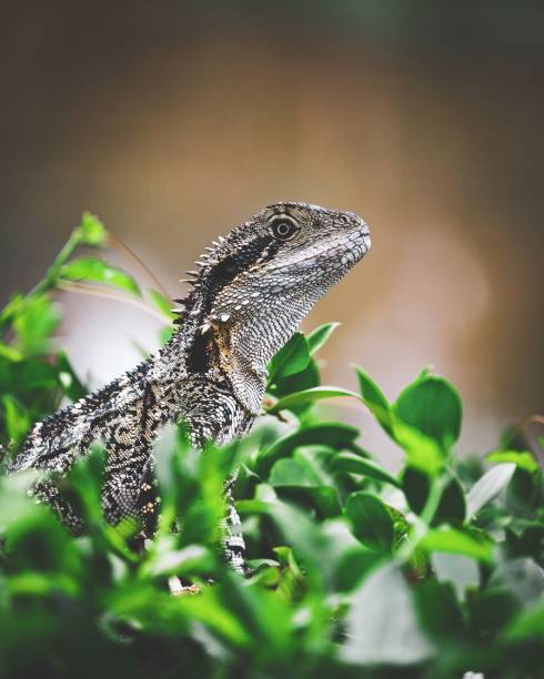 istock Vertical shot of a lizard in nature isolated on a blurred background 1452853803