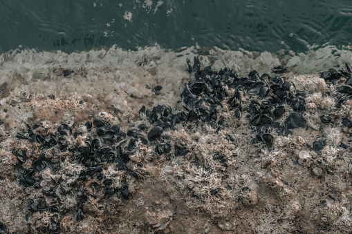 A view of waves on the beach and Barnacles
