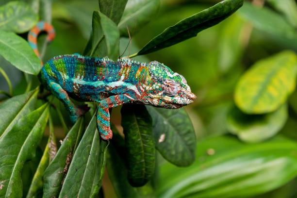 istock A beautiful Chameleons lizard standing on green leaves during daytime 1452854264