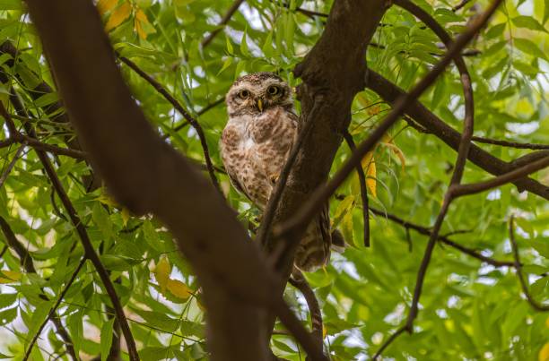 istock Beautiful Spotted Owl hidden in a tree in a forest 1452854329