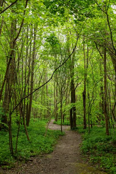 istock Vertical shot of a walking trail through a bright green forest 1452854406