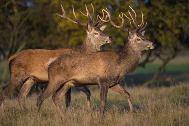 istock Male deers on a meadow 1452854494