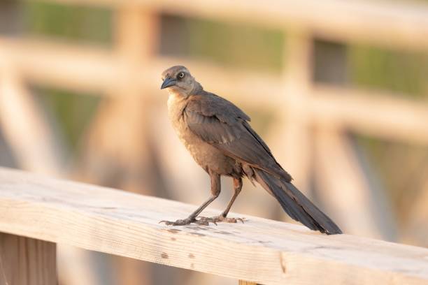 селективный фокусный снимок большехвостого гракла (quiscalus mexicanus), сидящего на деревянной поверхности - quiscalus стоковые фото и изображения