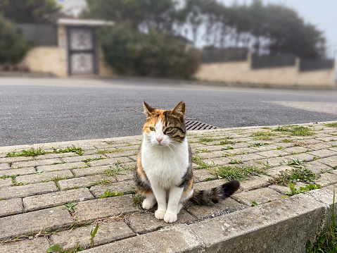 Cat sitting on the sidewalk in the street with empty road