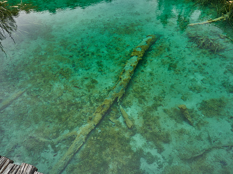 Water snake at Plitvice lakes in Croatia a popular tourist destination amid turquoise lakes and streams in picturesque and vulnerable water landscape