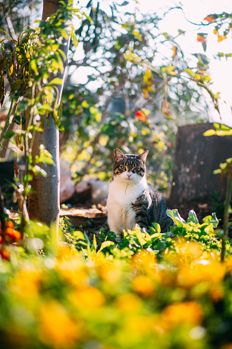 Tabby Cat in the Garden