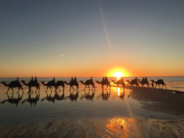 cable beach camel tour - cable imagens e fotografias de stock