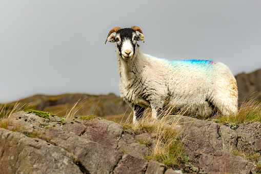 Swaledale ewe or female sheep, alert and free roaming, facing camera on high level crag in the Lake District and chewing grass. Close up. Clean background with copy space. UK.