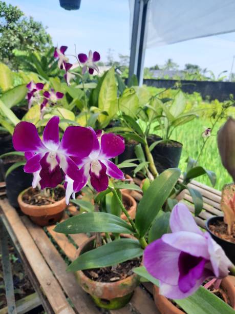istock Beautifull Purple orchids 1452858962