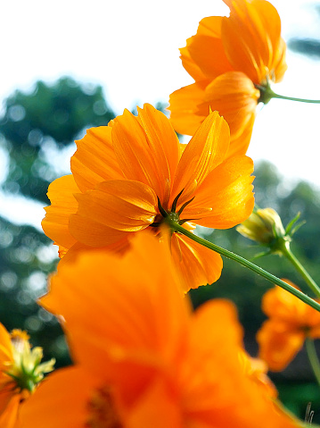 Orange cosmos flowers in the garden with nature green background