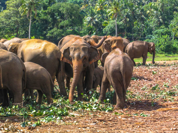 istock Group of Elephant in Sri Lanka 1452862323