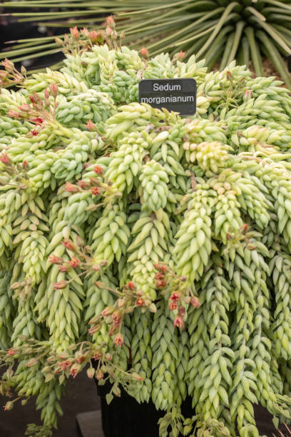 istock Burro's Tail (Sedum morganianum) in London, England 1452863594