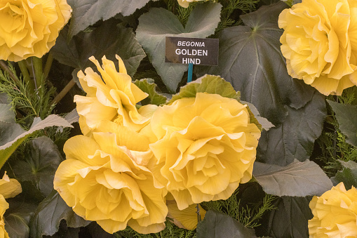 Begonia ‘Golden Hind’ in London, England