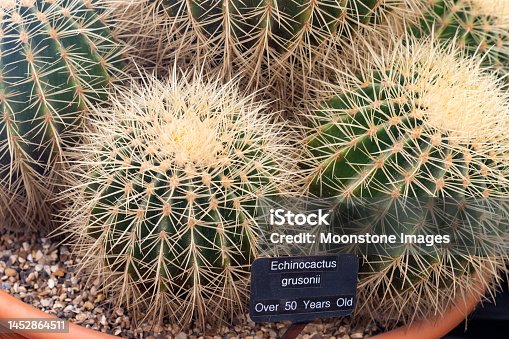 istock Golden Barrel Cactus (Echinocactus grusonii) in London, England 1452864511