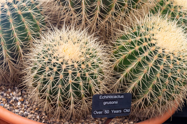 Golden Barrel Cactus (Echinocactus grusonii) in London, England stock photo
