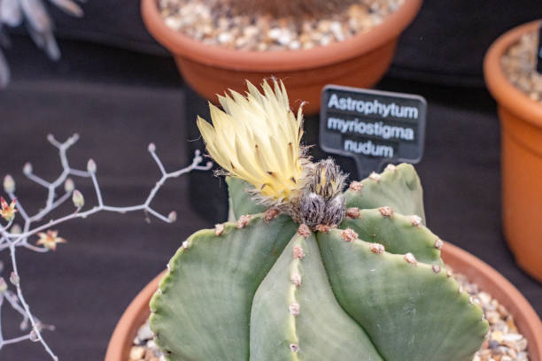 istock Bishop’s Cap Cactus in London, England 1452864520