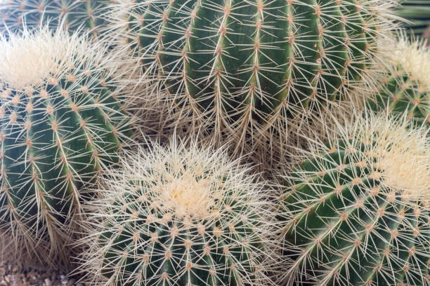 kaktus złocisty (echinocactus grusonii) w londynie, anglia - grusonii zdjęcia i obrazy z banku zdjęć