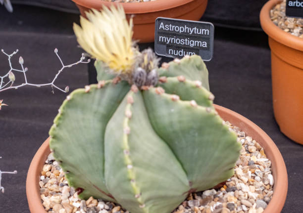 istock Bishop’s Cap Cactus in London, England 1452864608