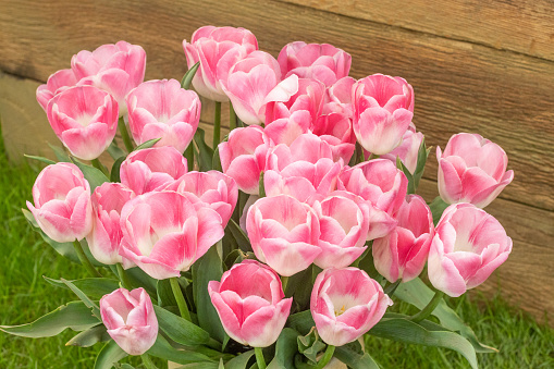 Tulip 'Whispering Dream' in London, England