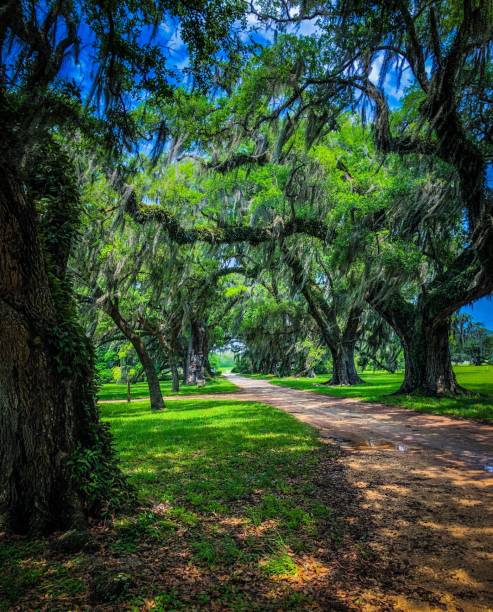 istock Vertical shot of a pathway in a green park 1452864738