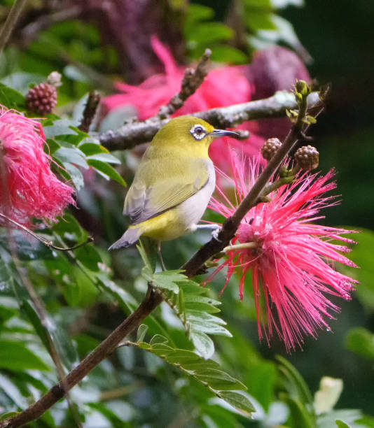 Zosterops ceylonensis