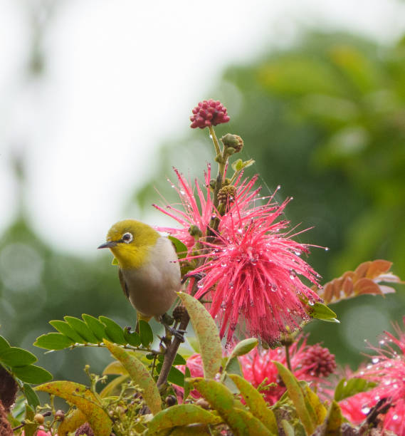 istock Sri Lanka White-eye eat flowers 1452865013