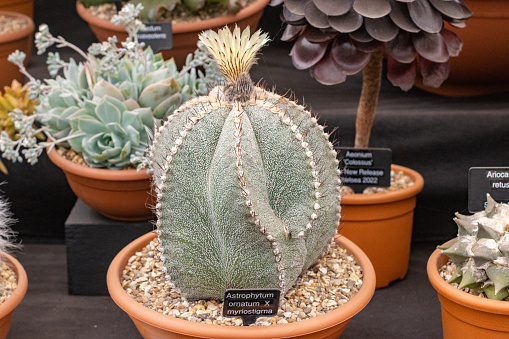 The bishop's cap or monk's hood cactus is a cactus from the Central Plateau of Mexico