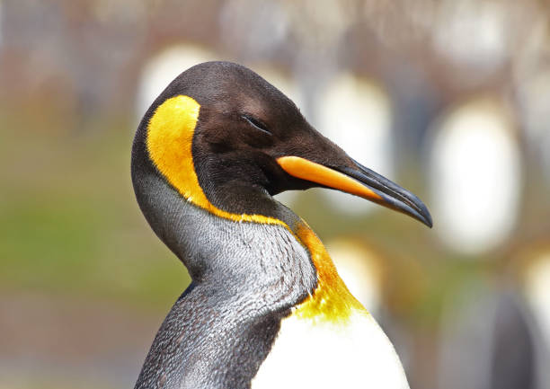 South Georgia #16 Close up of King Penguin Head king penguin stock pictures, royalty-free photos & images