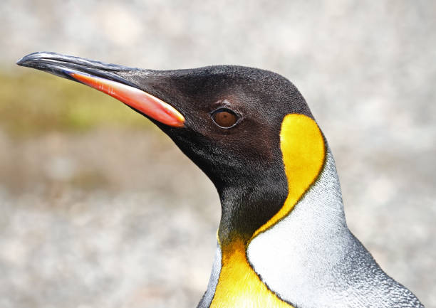 South Georgia #18 Close up of King Penguin Head king penguin stock pictures, royalty-free photos & images