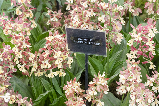 Calanthe Hybrid (Christmas Orchid) in London, England