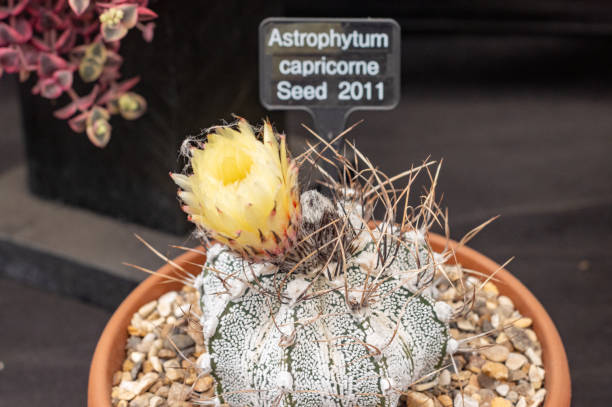 istock Goat’s Horn Cactus (Astrophytum Capricorn) in London, England 1452865892