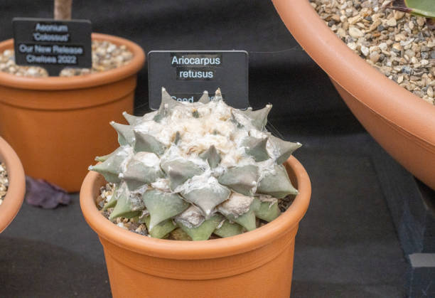 istock Star Rock (Ariocarpus retusus) in London, England 1452865902