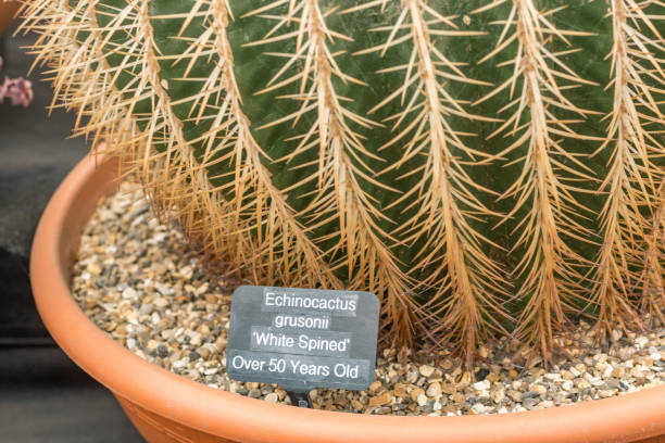 istock Golden Barrel Cactus (Echinocactus grusonii) in London, England 1452865917