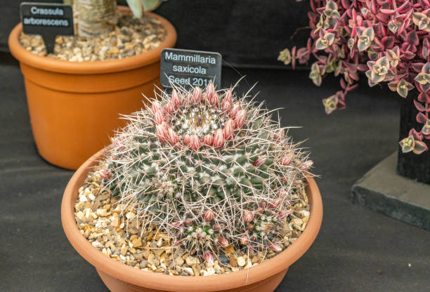 istock Mexican Pincushion (Mammillaria saxicola) in London, England 1452865937