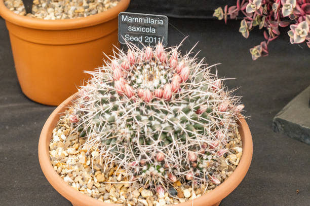 istock Mexican Pincushion (Mammillaria saxicola) in London, England 1452865982