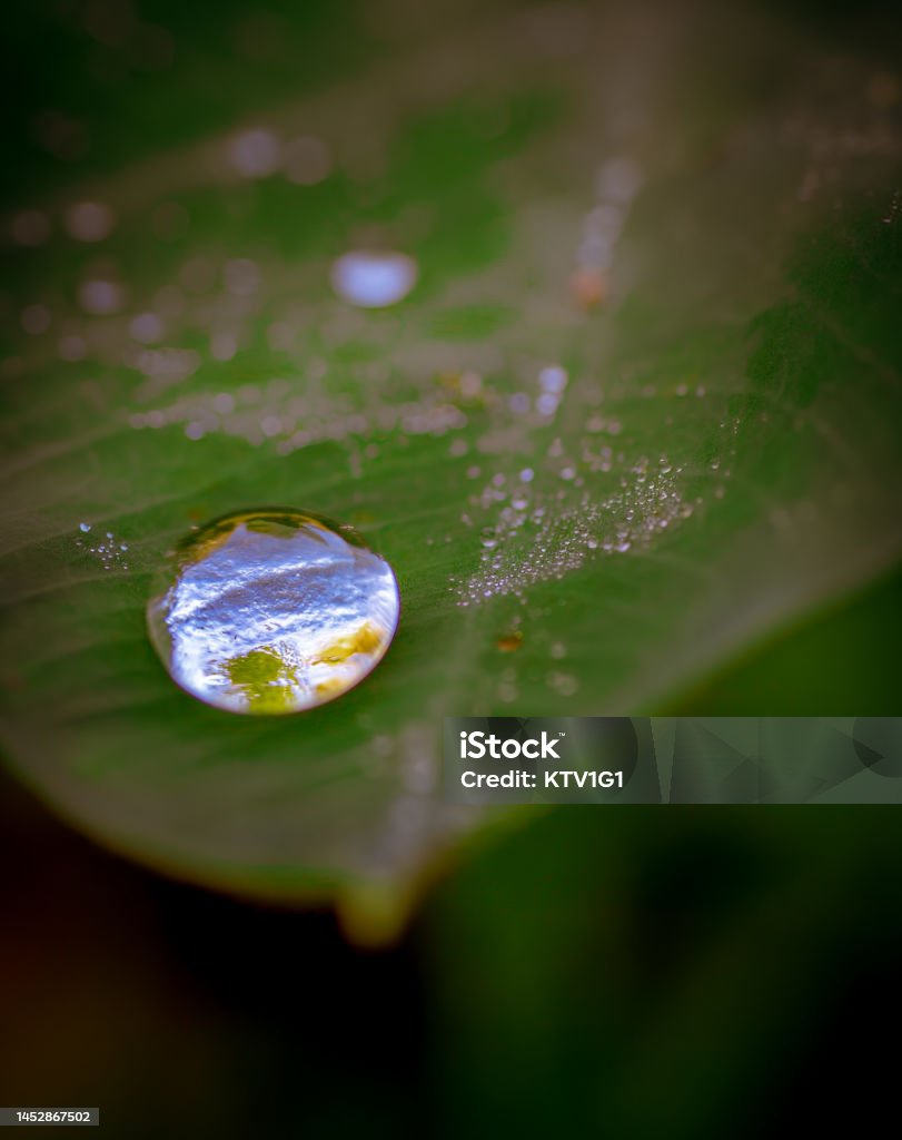 dew drops -17 morning dew on the plants leaf Abstract Stock Photo dew drops -17 morning dew on the plants leaf Abstract Stock Photo