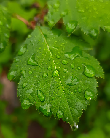 Fresh leafs with raindrops