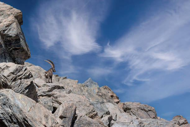 Two alpine Ibex under mount Triglav in Slovenia.