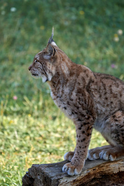 istock Beautiful side portrait of a Boreal lynx sitting on a tree trunk looking sideways in Cabarceno, Cantabria, Spain, Europe 1452869396