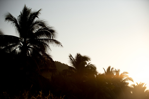 hawaii sunset with palm trees