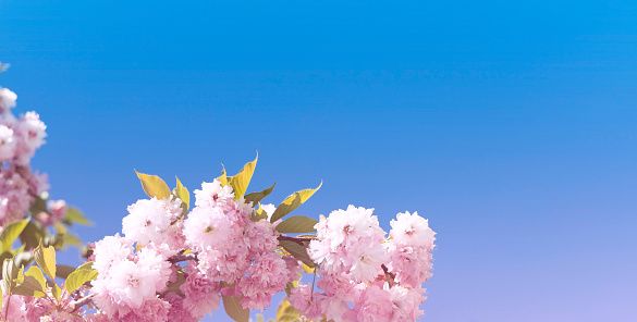 Beautiful cherry blossom panorama taken at the Kanazawa Cherry Blossom Festival, Ishikawa Prefecture, Japan