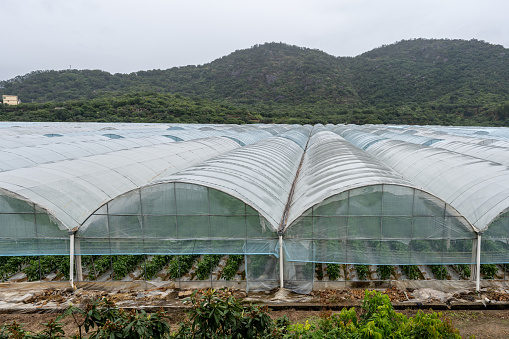 New rural modern agricultural greenhouse