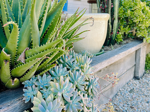 Horizontal closeup photo of a large off-white ceramic urn and a variety of Succulent plants: Aloe Vera and Sedums, growing on a rustic wooden deck in Spring.