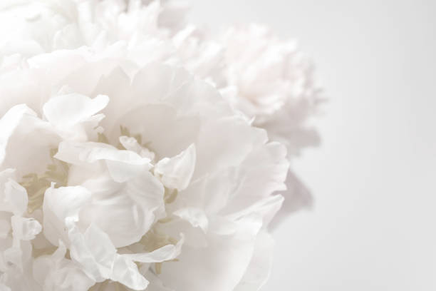 istock Beautiful blooming white peony on light background, closeup 1452871522