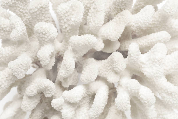 istock Beautiful exotic sea coral as background, top view 1452871578