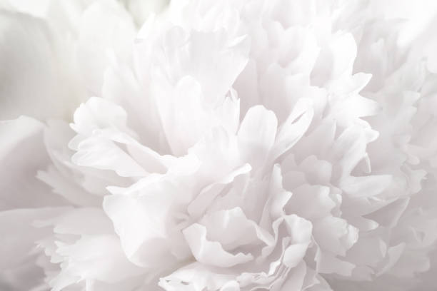 istock Beautiful blooming white peony as background, closeup 1452871604