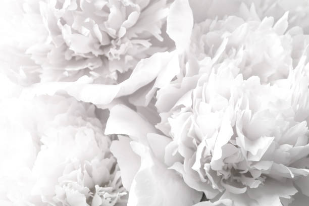 istock Beautiful blooming white peonies as background, closeup 1452871669